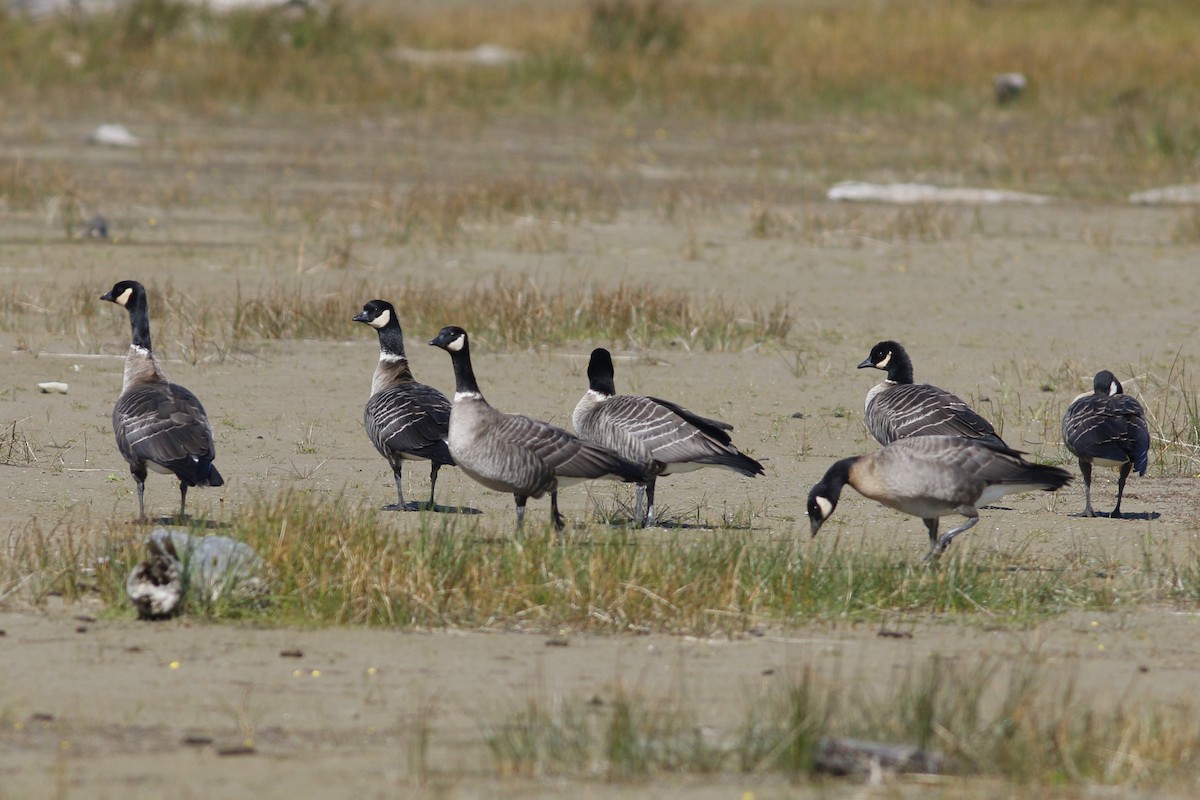 Cackling Goose (Aleutian) - John C Sullivan