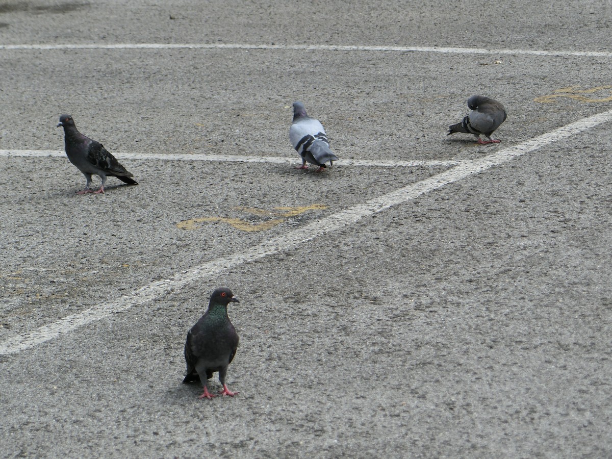 Rock Pigeon (Feral Pigeon) - Philip Steinhoff