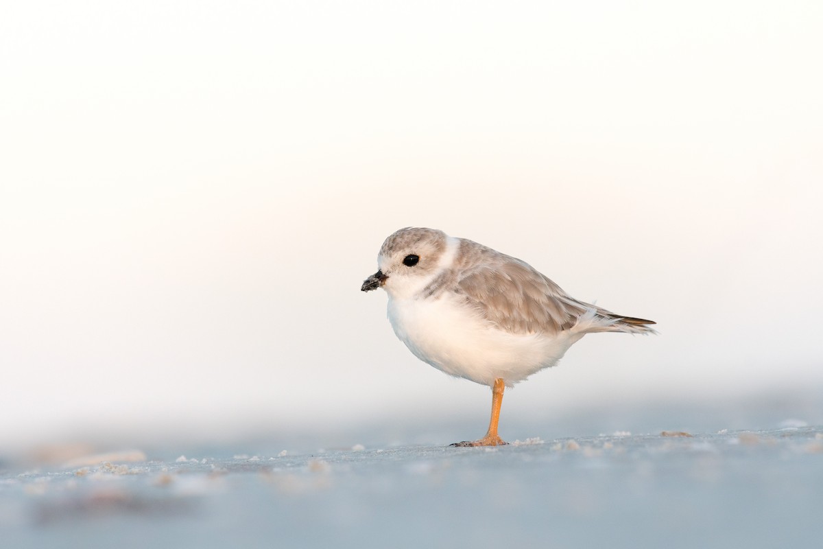 Piping Plover - Melissa James