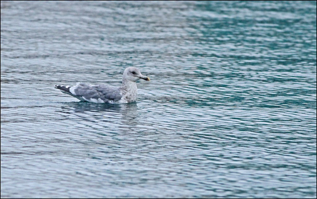 Glaucous-winged Gull - Alex Máni Guðríðarsson