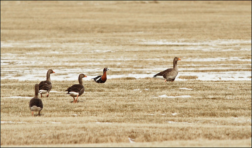 Red-breasted Goose - Alex Máni Guðríðarsson