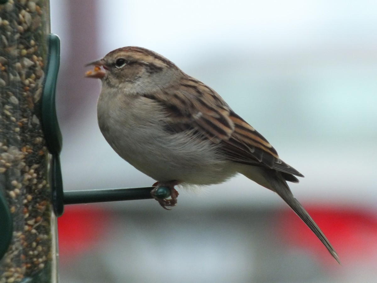 Chipping Sparrow - ML117896311