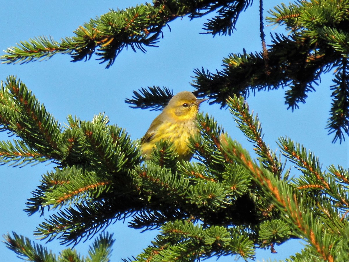 Cape May Warbler - ML117896401