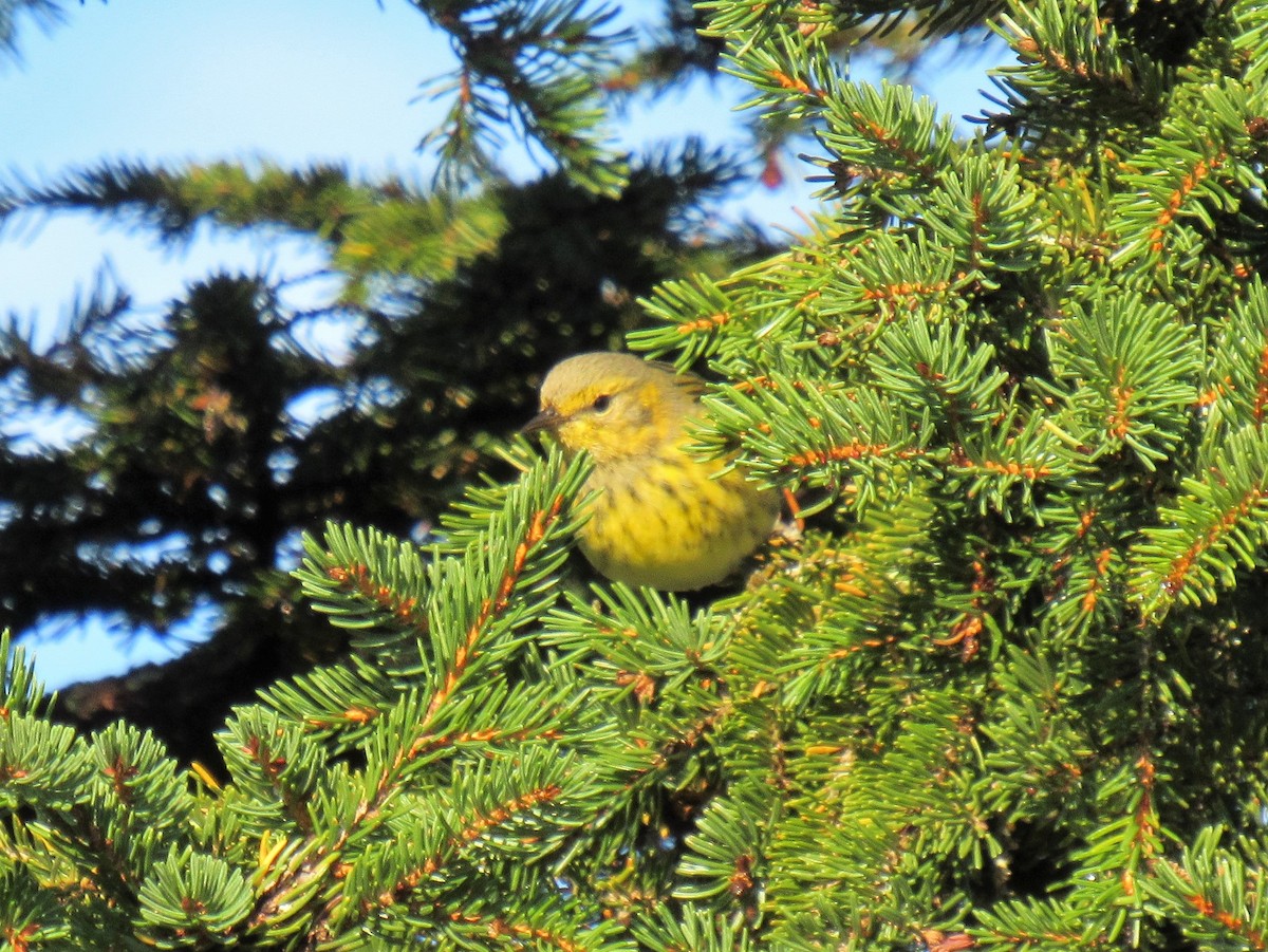 Cape May Warbler - ML117896411