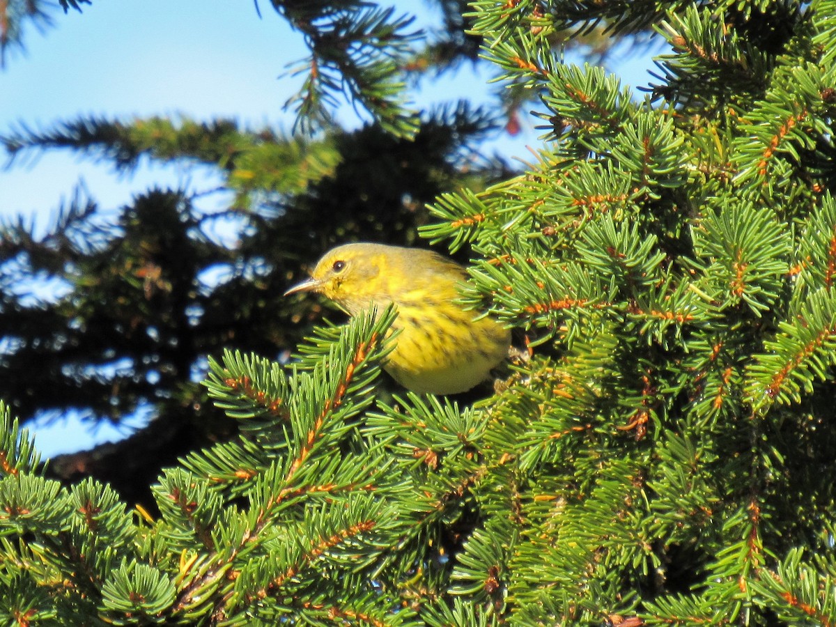 Cape May Warbler - ML117896421