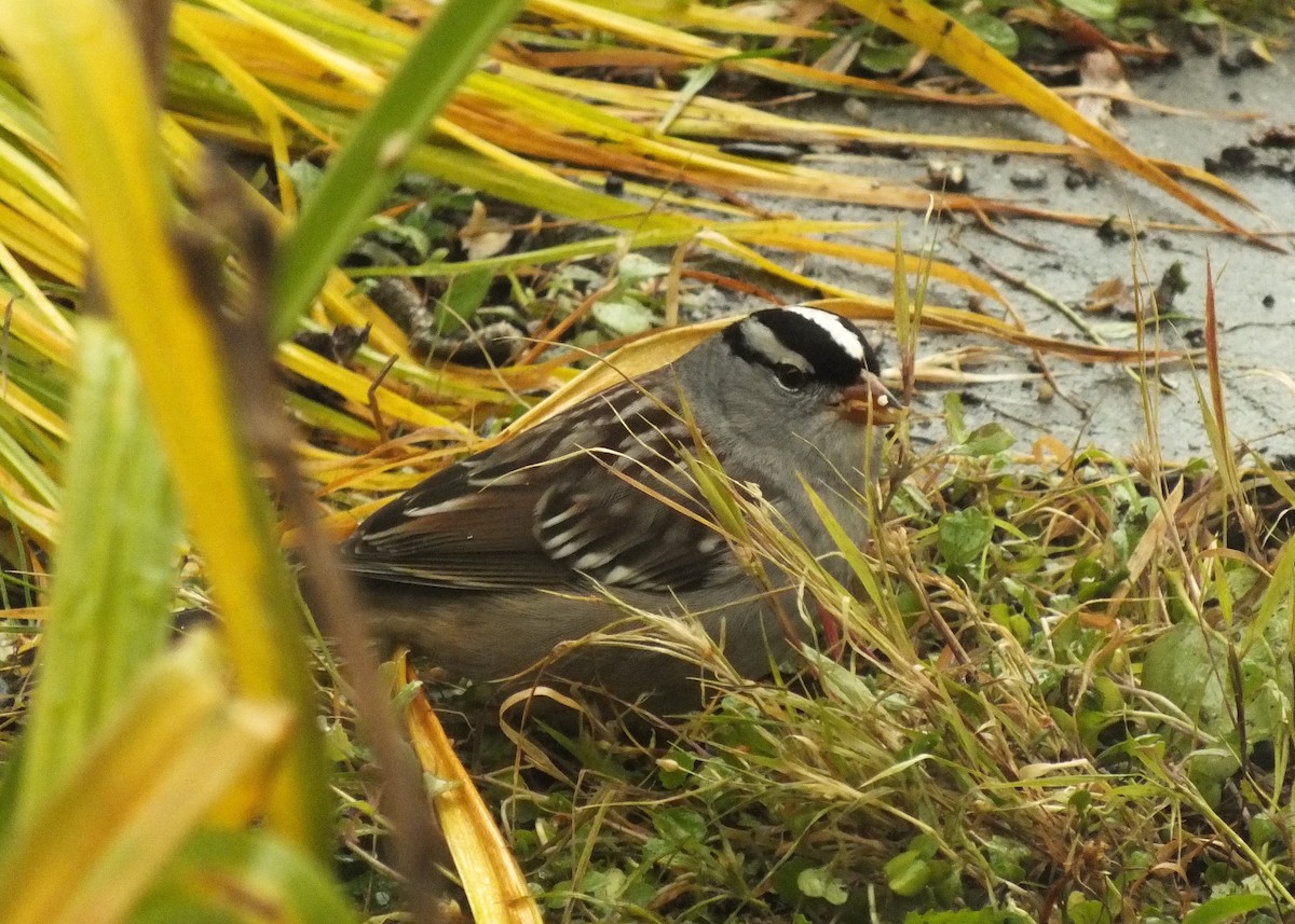 White-crowned Sparrow - ML117896761
