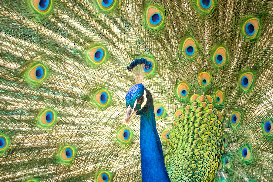 Pavo real com n dom stico ebird