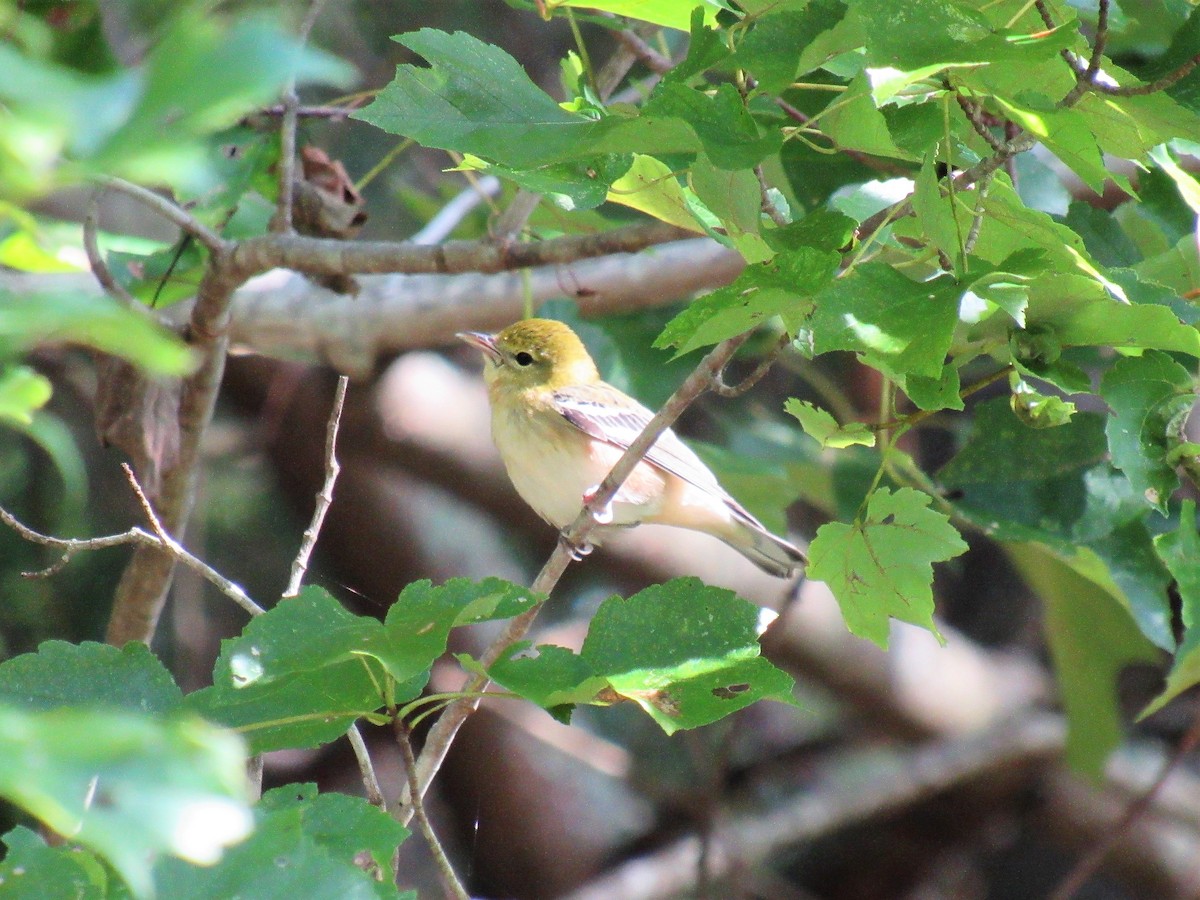 Bay-breasted Warbler - pete wrublewski