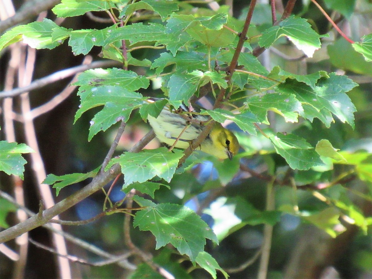Black-throated Green Warbler - pete wrublewski