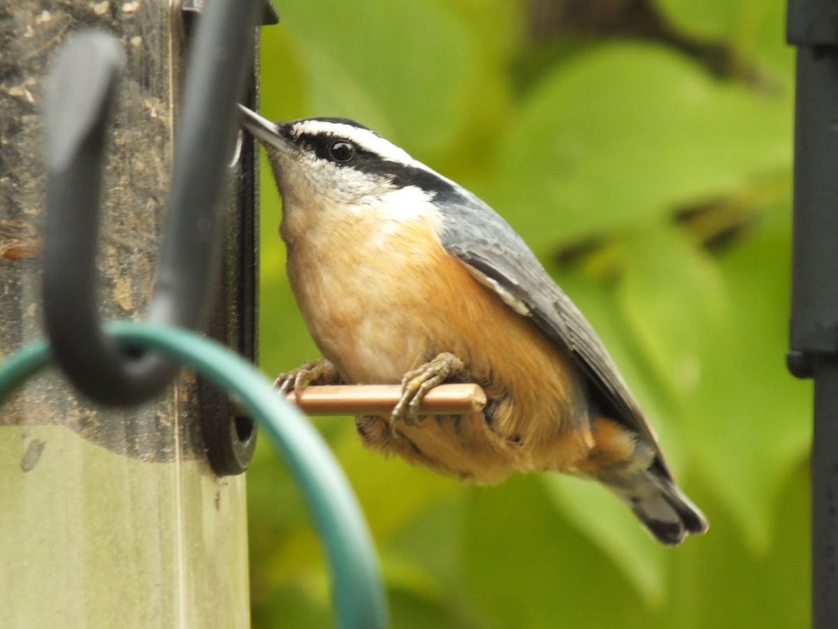 Red-breasted Nuthatch - ML117898431