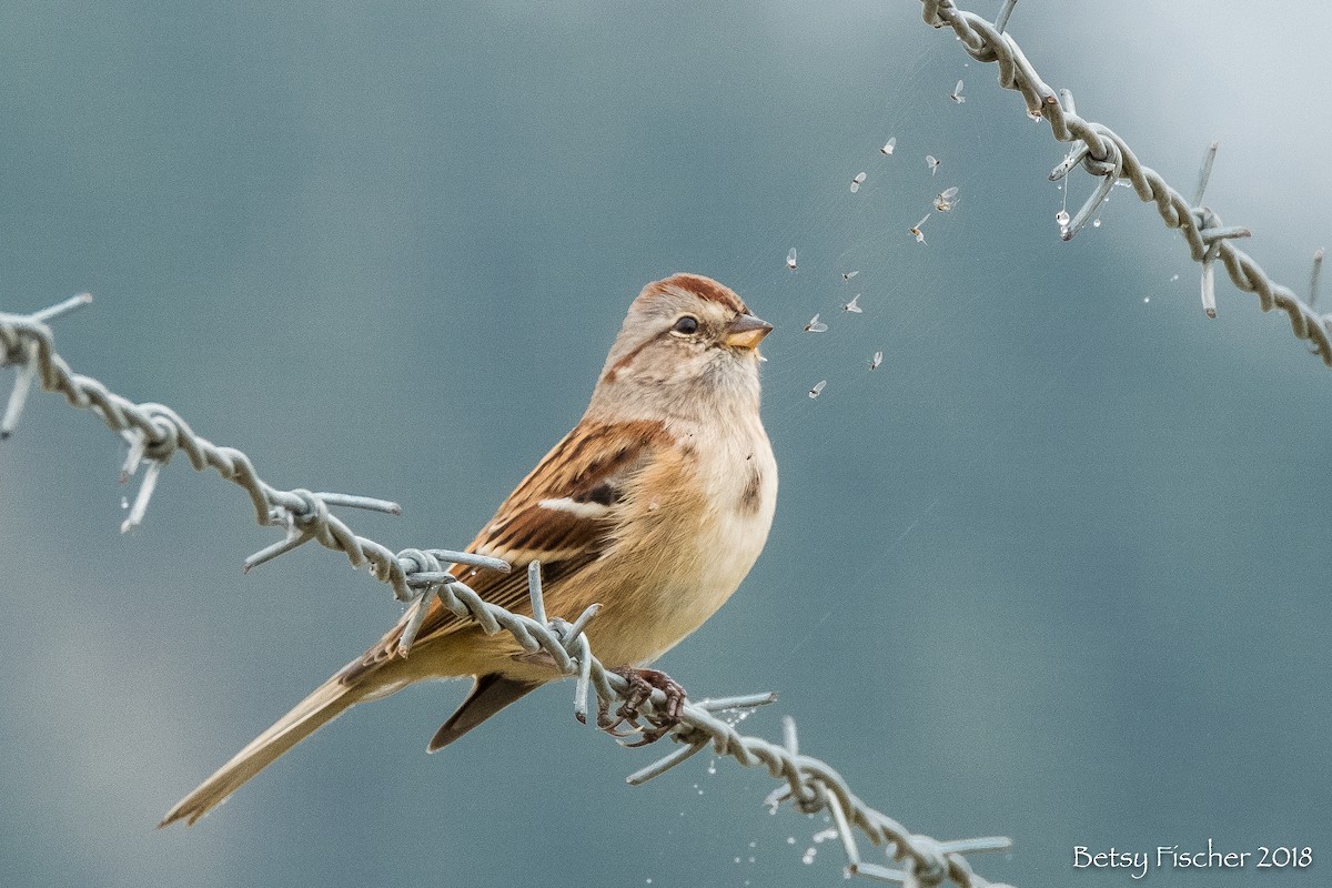American Tree Sparrow - Betsy Fischer