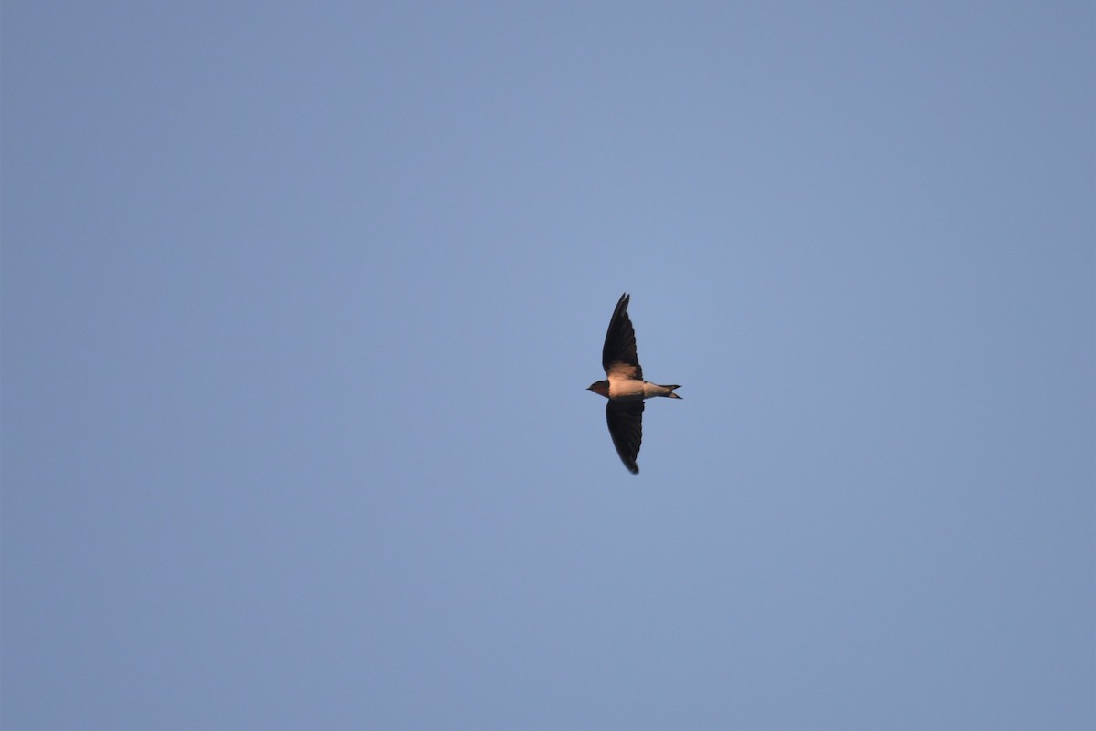 Red-chested Swallow - ML117905031