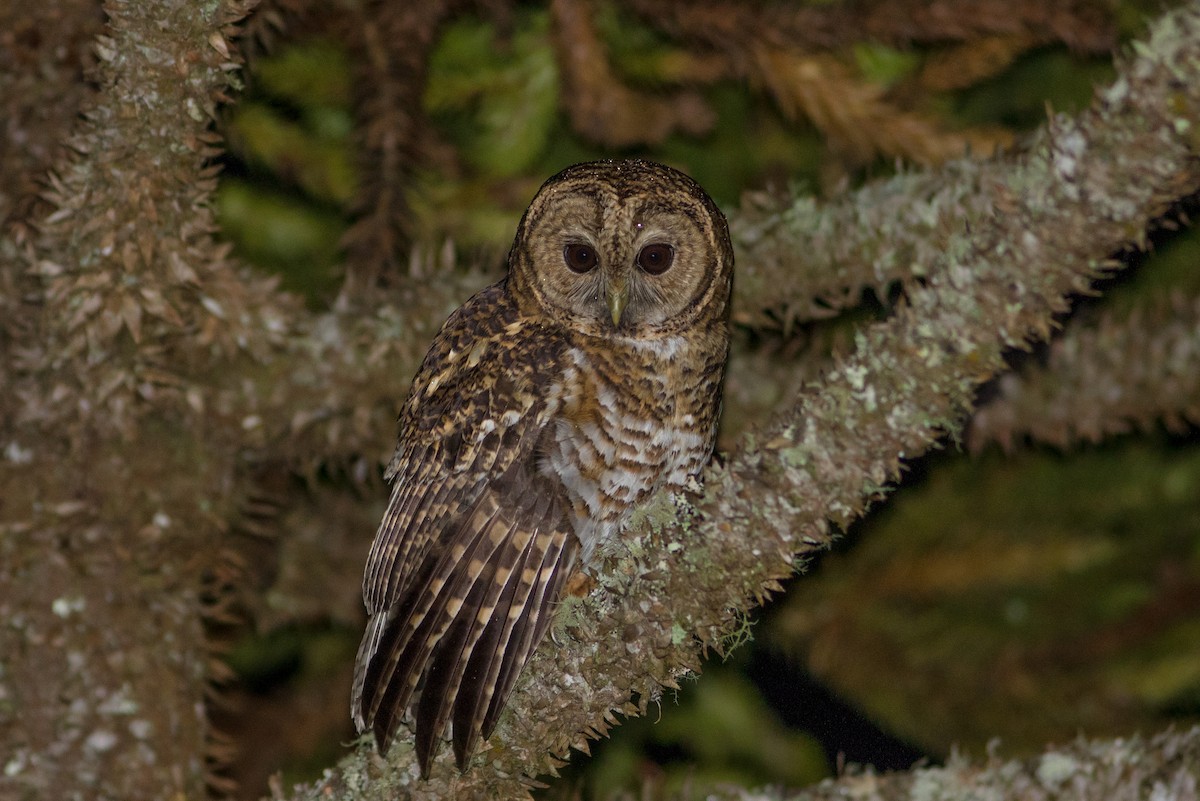 Rusty-barred Owl - ML117907821