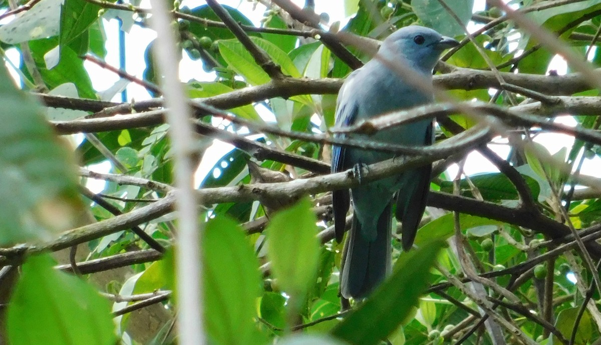 Blue-gray Tanager - ML117908501