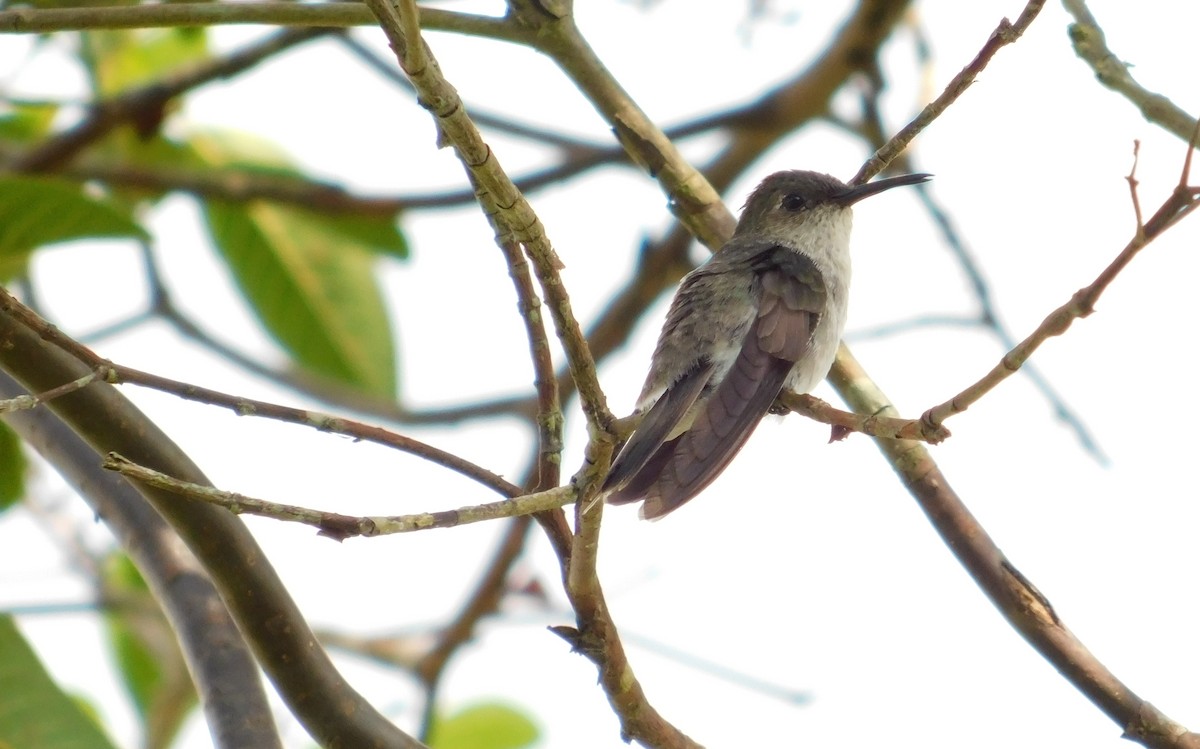 Olive-spotted Hummingbird - ML117913951