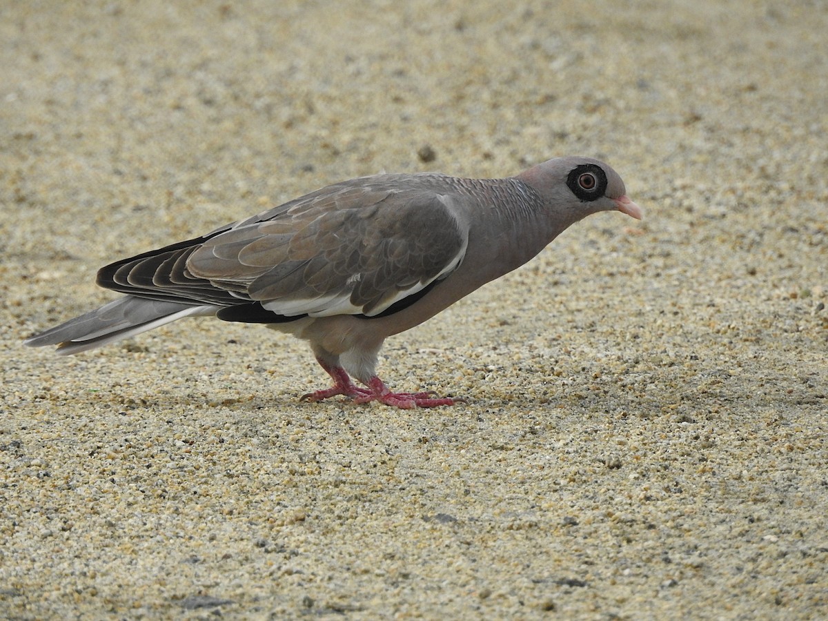 Bare-eyed Pigeon - Glenda Tromp