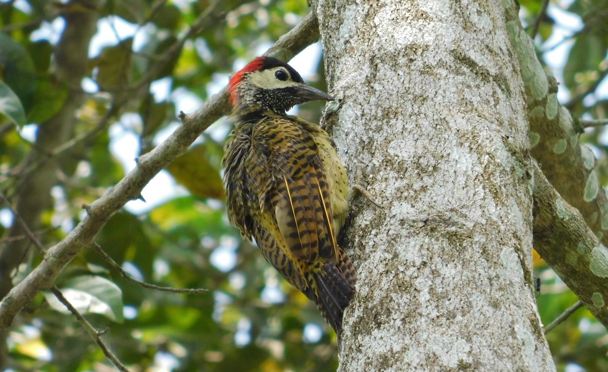 Spot-breasted Woodpecker - ML117915241