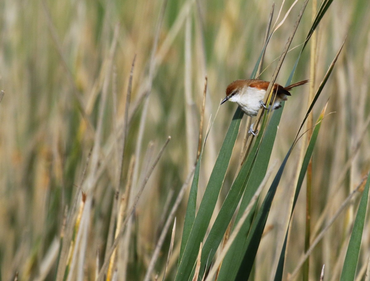 Yellow-chinned Spinetail - ML117919211
