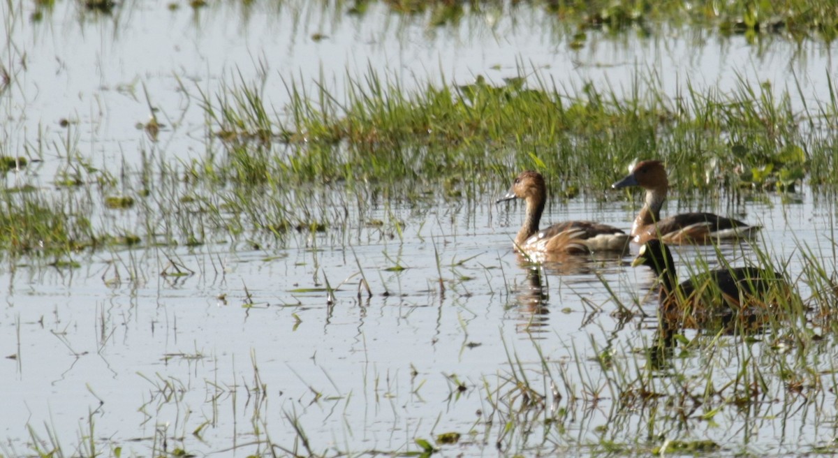 Fulvous Whistling-Duck - ML117919601