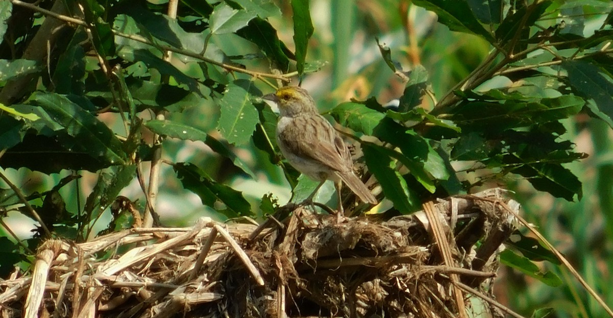 Yellow-browed Sparrow - Sergio LEON