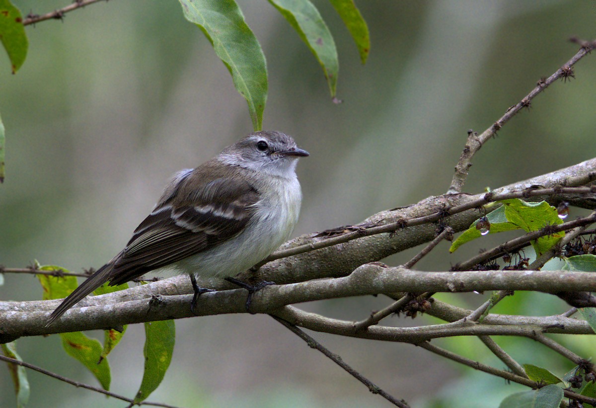 Southern Mouse-colored Tyrannulet - ML117922241