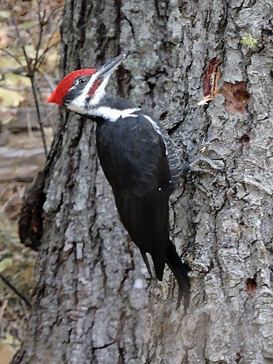 Pileated Woodpecker - Denny Granstrand