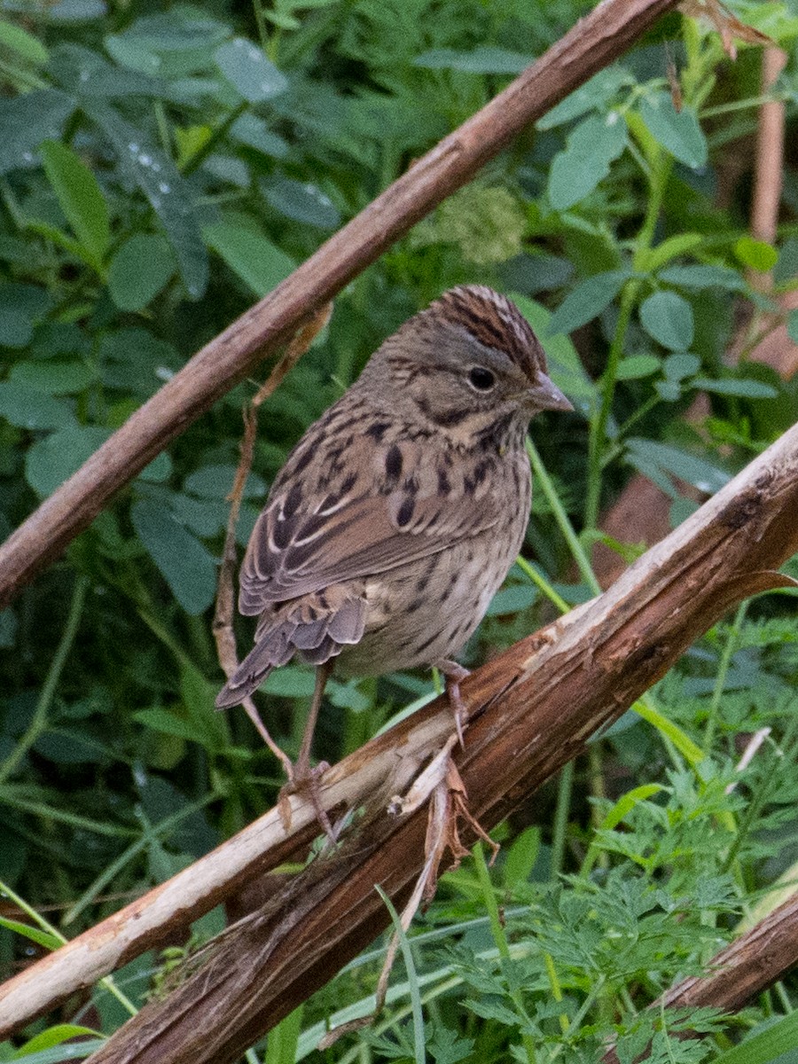 Lincoln's Sparrow - T I