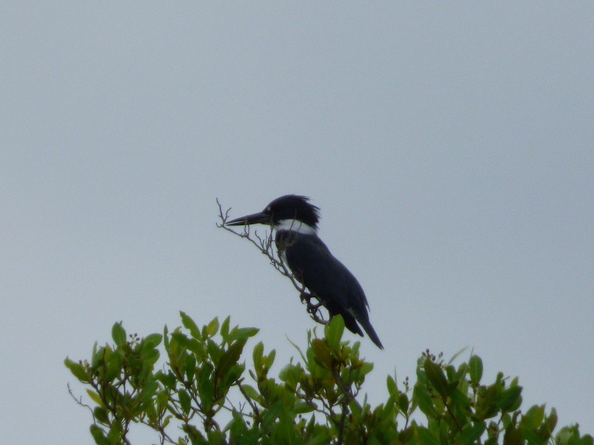 Belted Kingfisher - Tarra Lindo