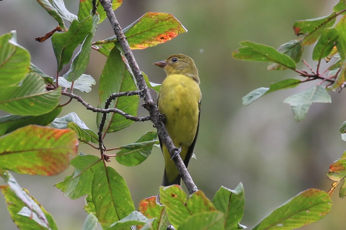 Western Tanager - ML117933611