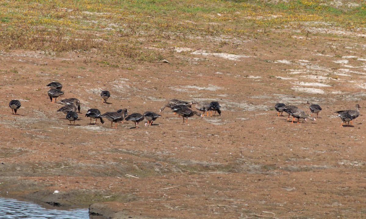 Greater White-fronted Goose (Western) - ML117934051