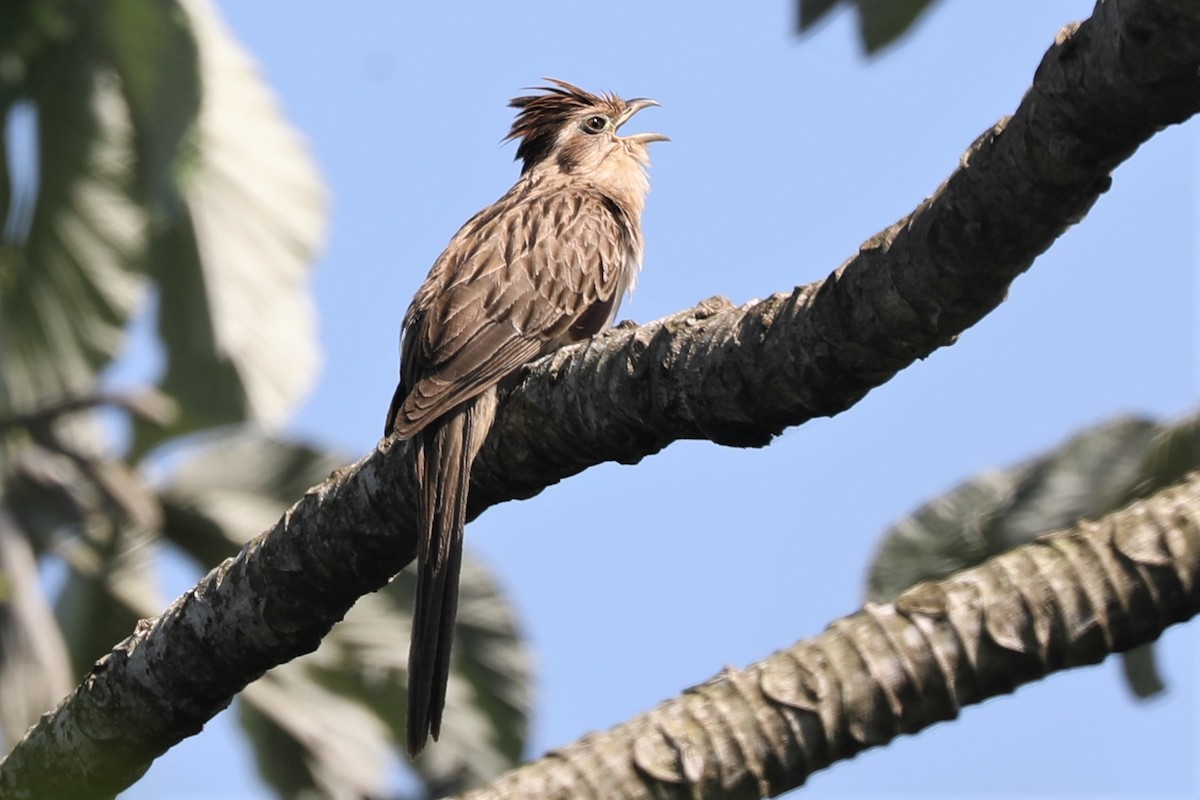 Striped Cuckoo - Aves-del-Taragüí/ SabinaDeLucca