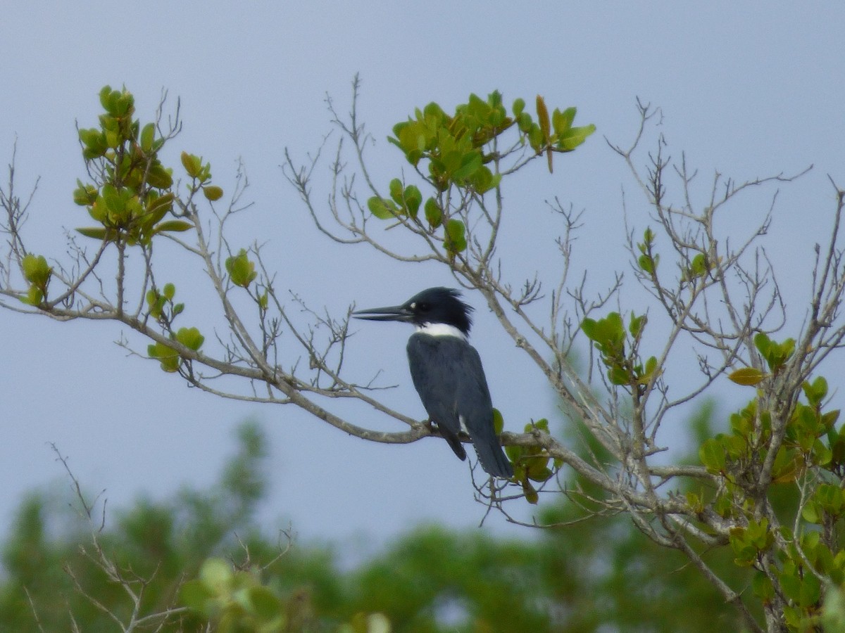 Belted Kingfisher - ML117934401