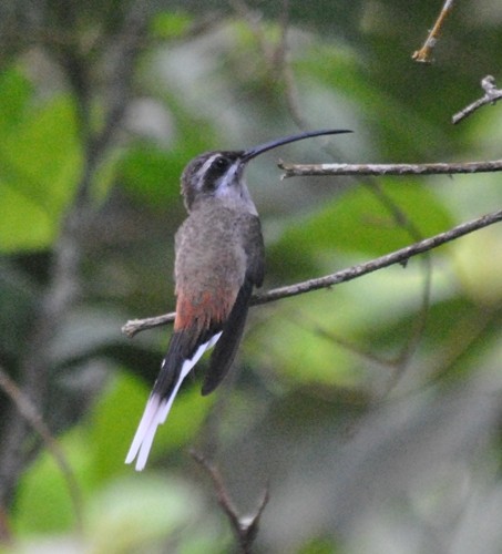 Sooty-capped Hermit - ML117934471