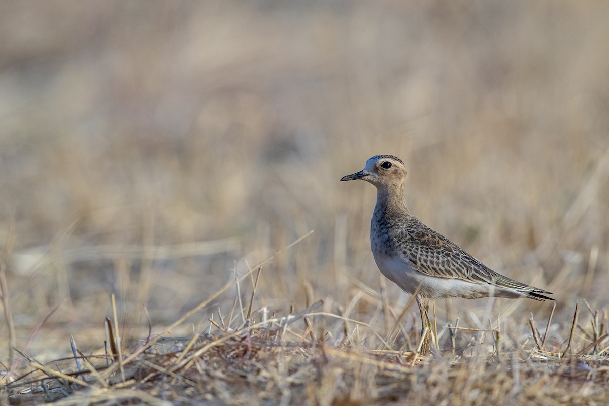 Oriental Plover - Laurie Ross | Tracks Birding & Photography Tours