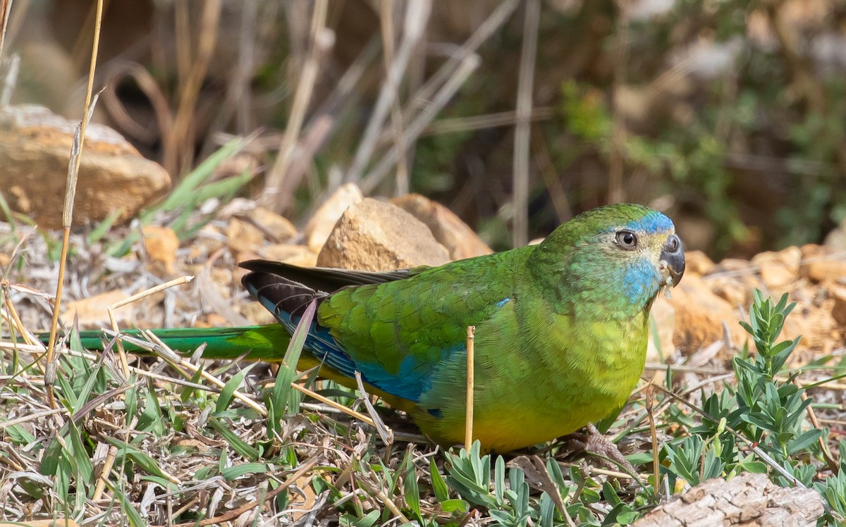 Turquoise Parrot - shorty w