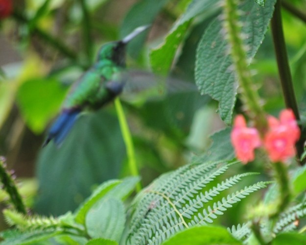 Steely-vented Hummingbird - Carlos Navea