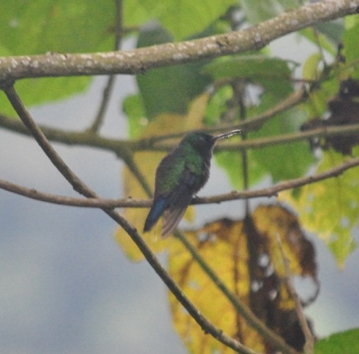 Steely-vented Hummingbird - ML117936331