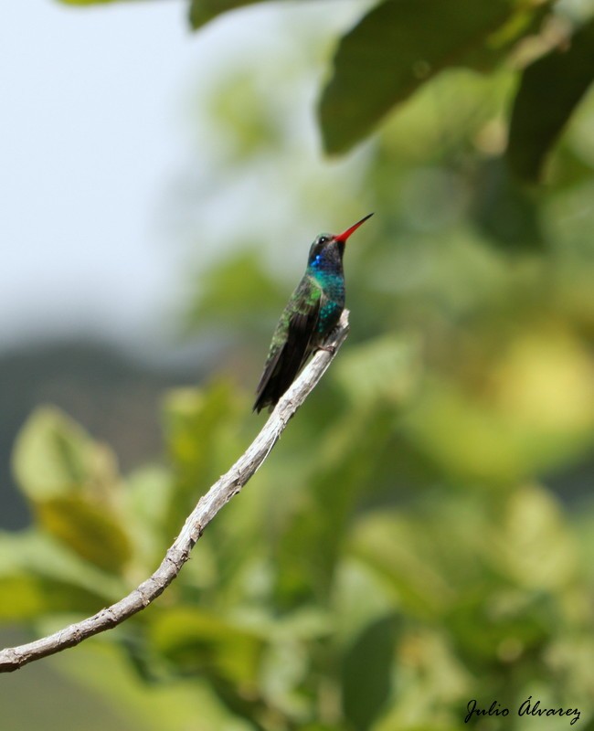 Broad-billed Hummingbird - Julio Alejandro Alvarez Ruiz