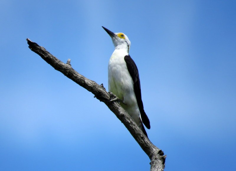 White Woodpecker - Juan Muñoz de Toro