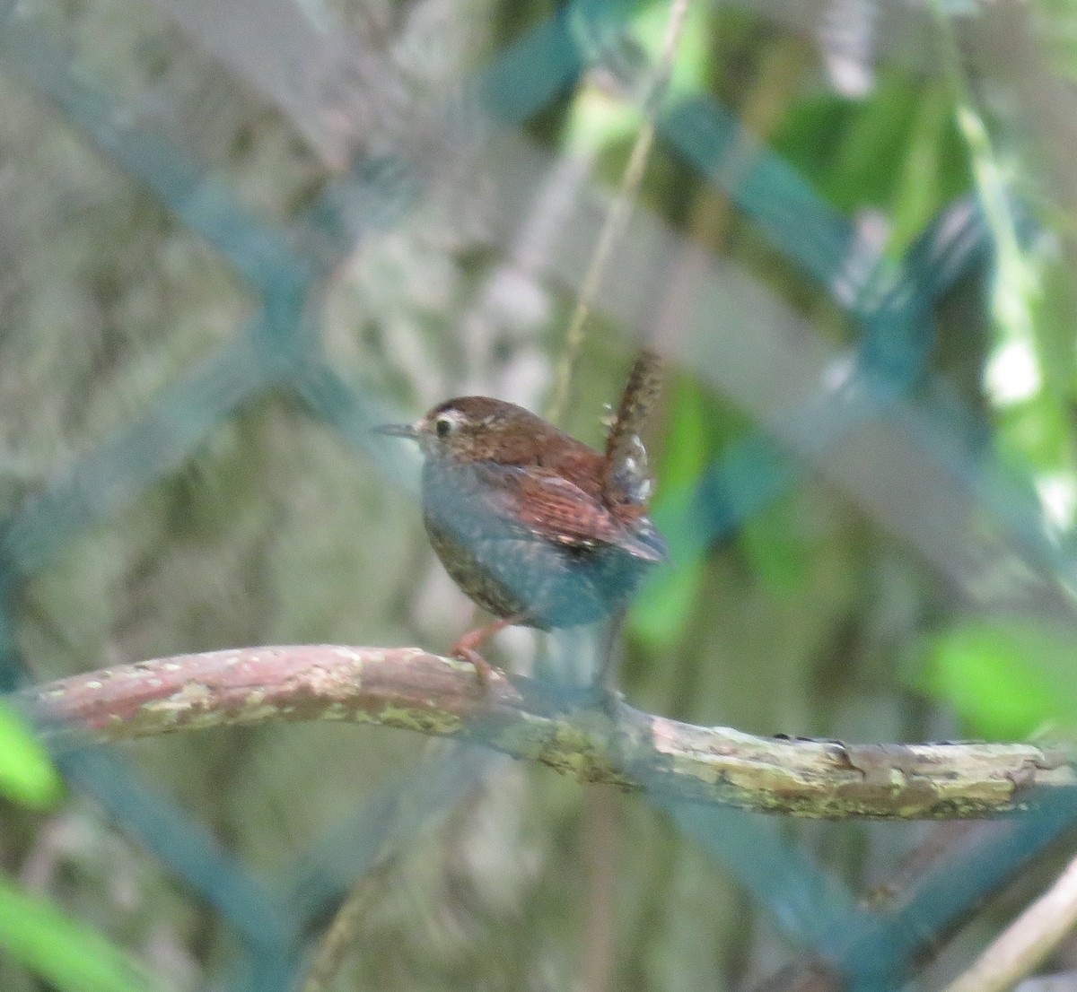 Pacific Wren (pacificus Group) - Edward James Gronning