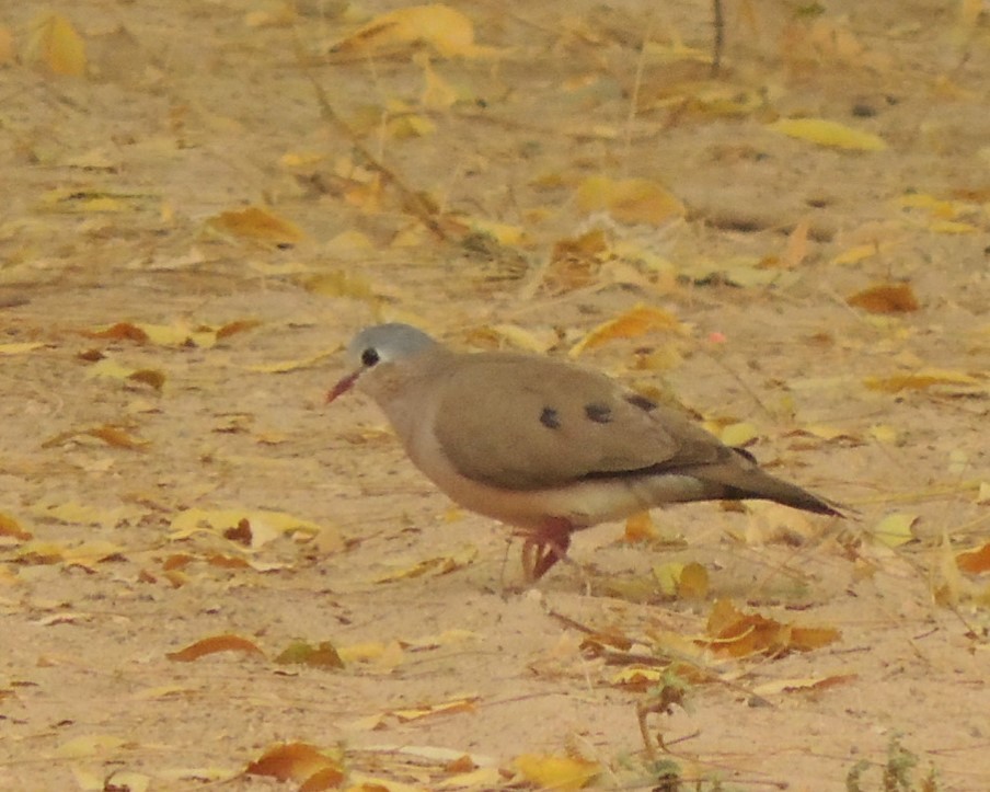 Blue-spotted Wood-Dove - Peter Bono
