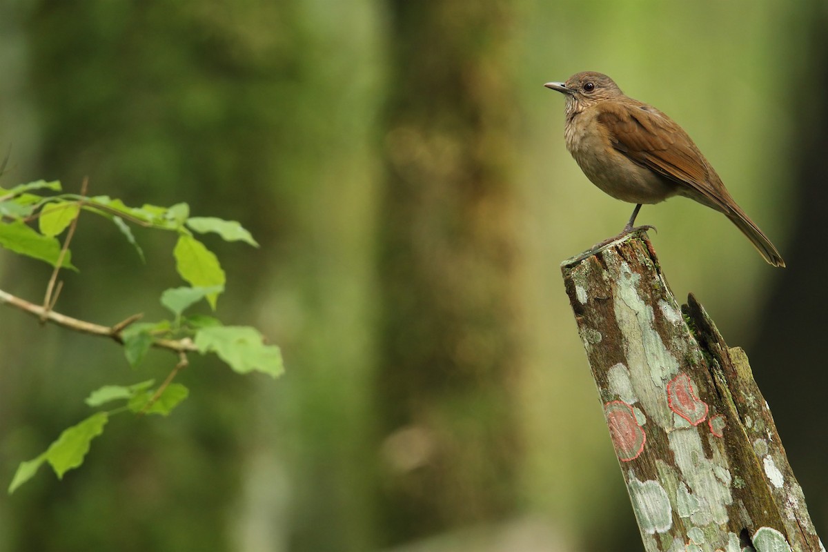 Pale-breasted Thrush - ML117943661