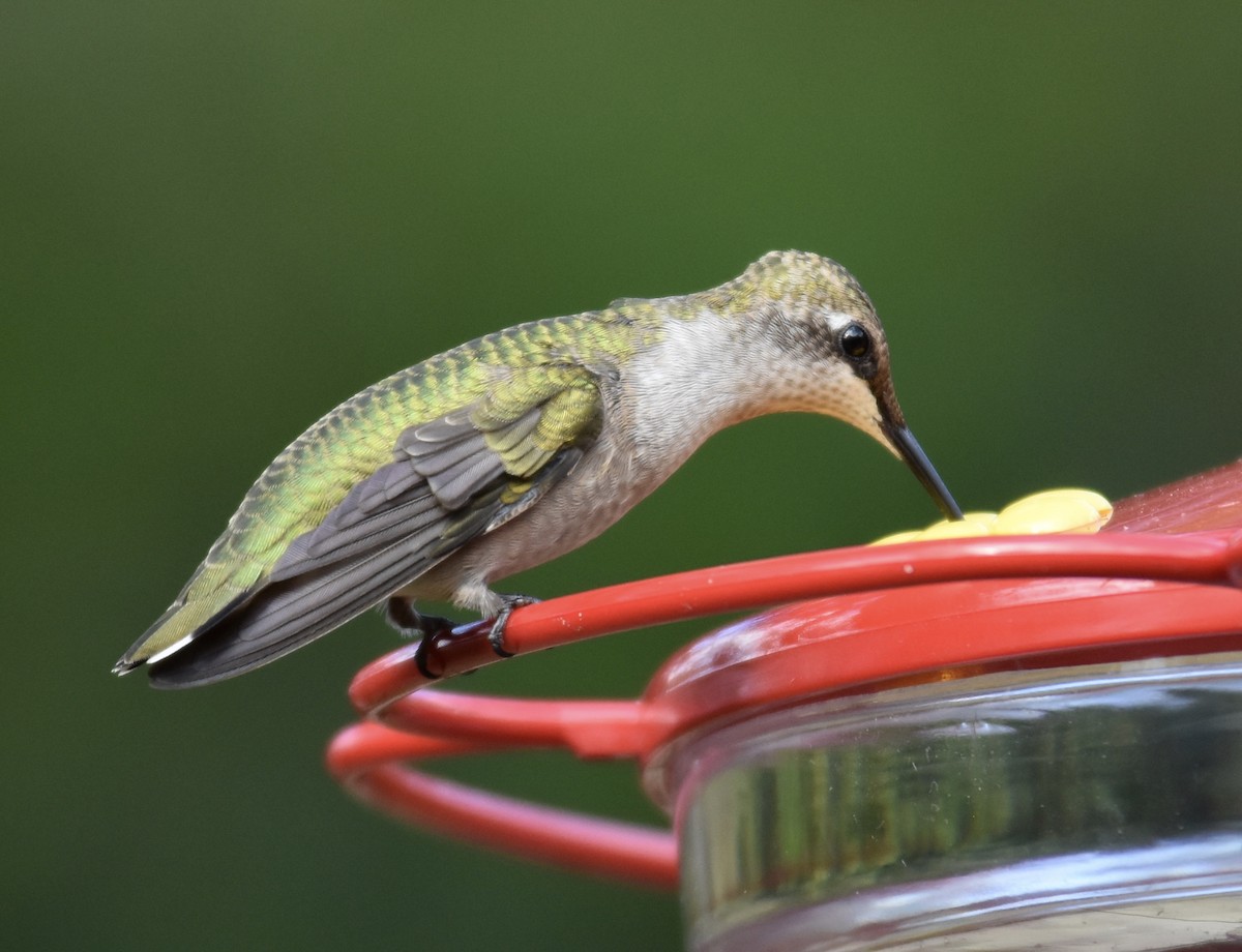 Ruby-throated Hummingbird - Marie Lehmann