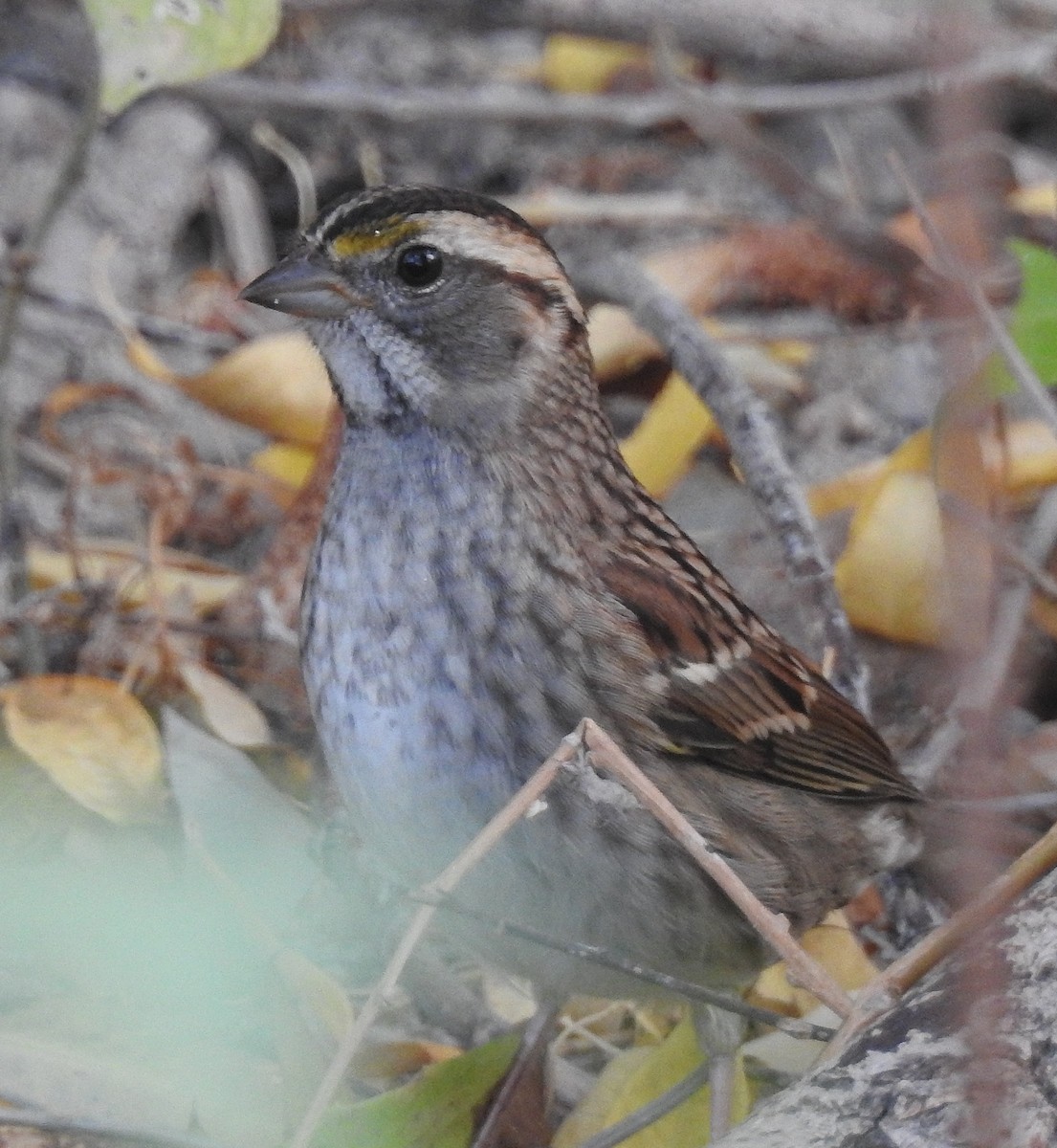 White-throated Sparrow - Pat Grantham