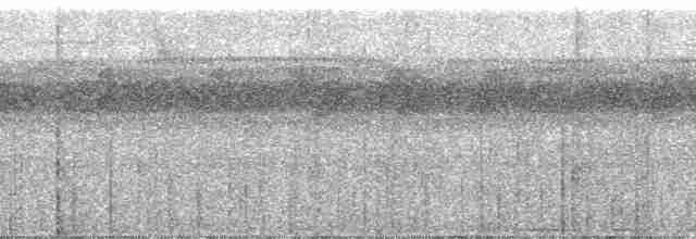 amazonvatretreløper (certhia) - ML117949