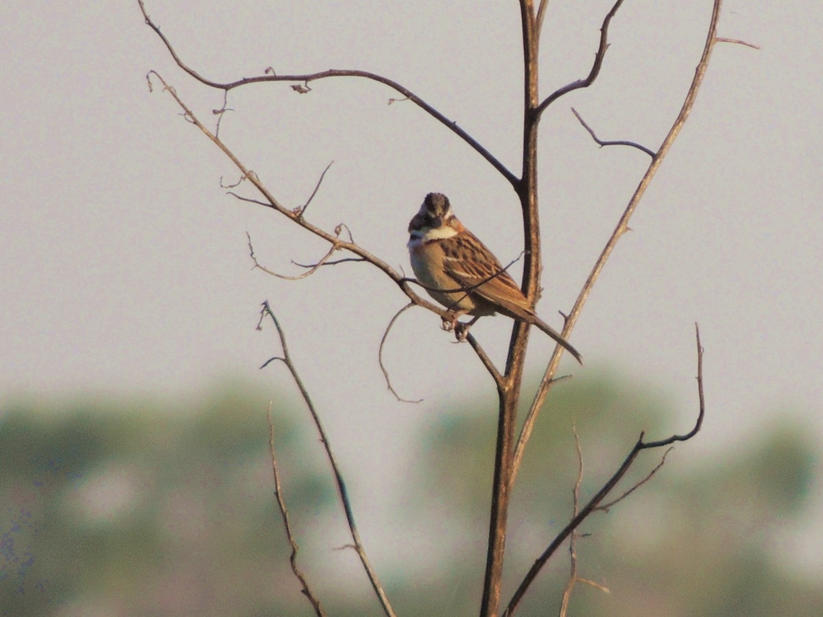 Rufous-collared Sparrow - ML117950861