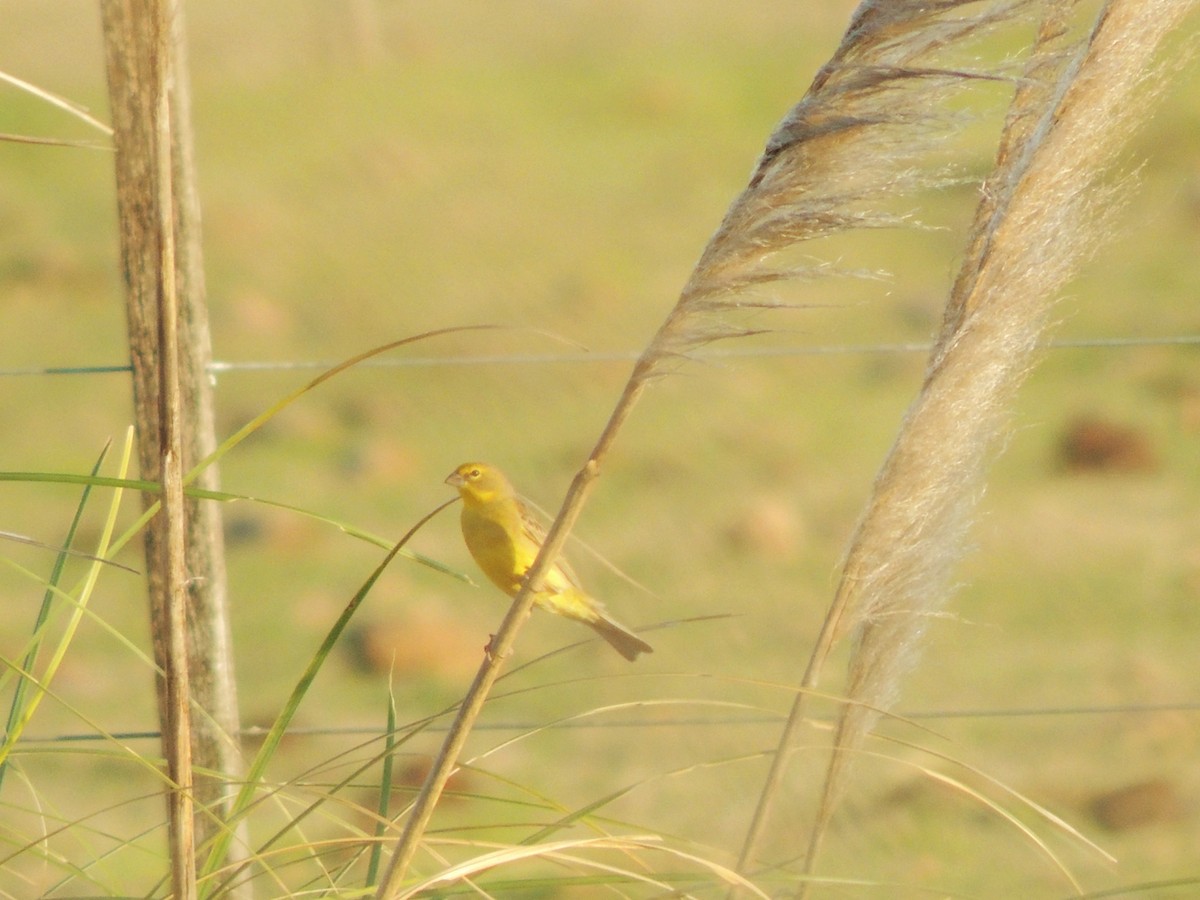 Grassland Yellow-Finch - ML117951041