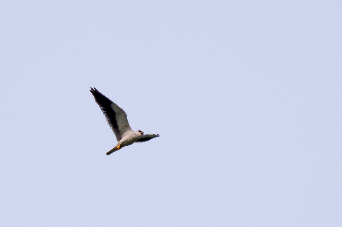 Black-winged Kite - Supawit Srethbhakdi