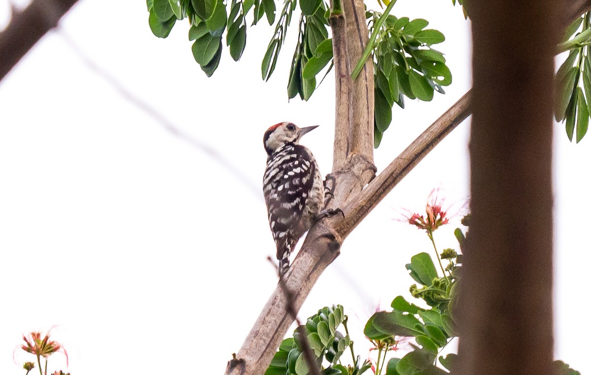 Freckle-breasted Woodpecker - Supawit Srethbhakdi