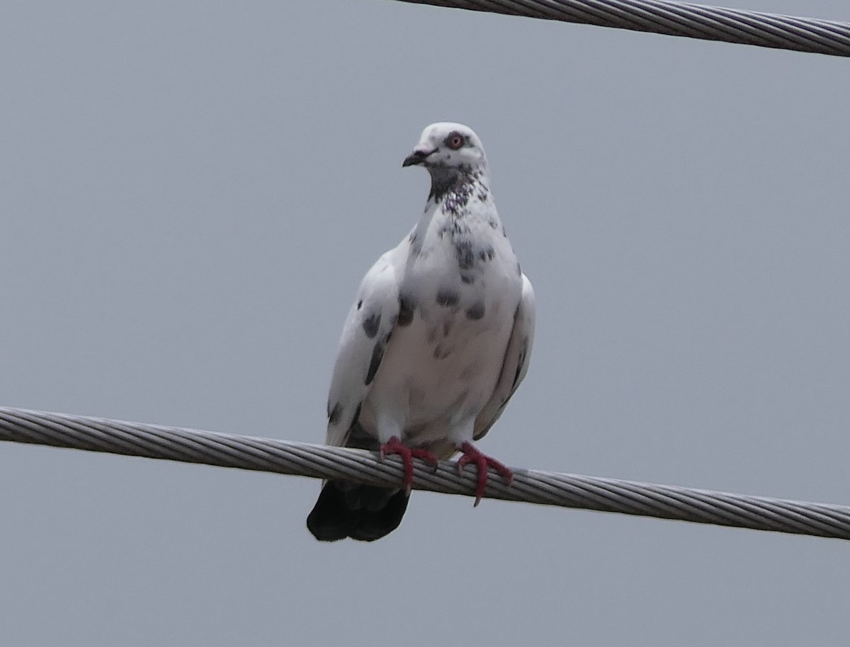 Rock Pigeon (Feral Pigeon) - ML117953671